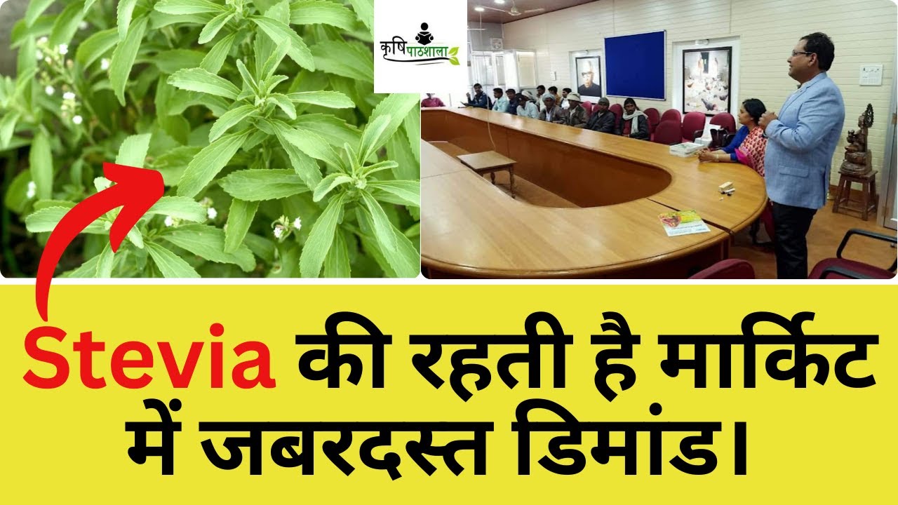 Stevia Cultivation Farming for Profit! 💰 | Earning Opportunities in Stevia Contract Farming Revealed