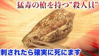 【実験】刺されたらアウトな'イモガイ'の怖さがわかる動画