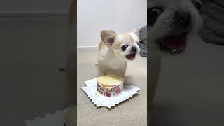 Tiny Feisty Dog Doesn’t Want Anyone to Touch Its Cake