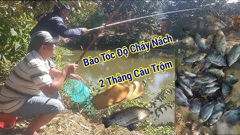 Bào cá rô phi tốc độ với mồi cám tranh giật cháy nách| Tilapia fishing | Cường Khểnh Vlog