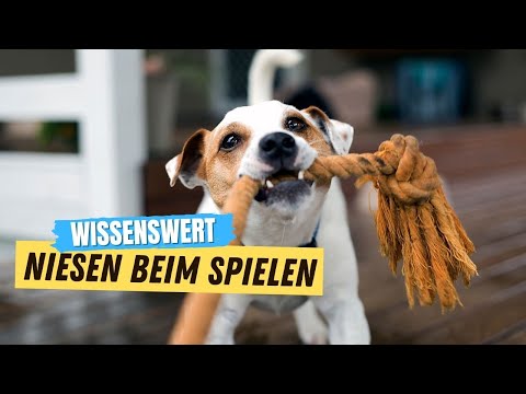 Video: Ist es normal, dass ein Hund niest?