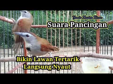Burung Tepus Pipi Perak Gacor, Suara Pancingan Bikin Lawan Langsung Nyaut
