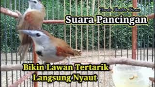 Burung Tepus Pipi Perak Gacor, Suara Pancingan Bikin Lawan Langsung Nyaut