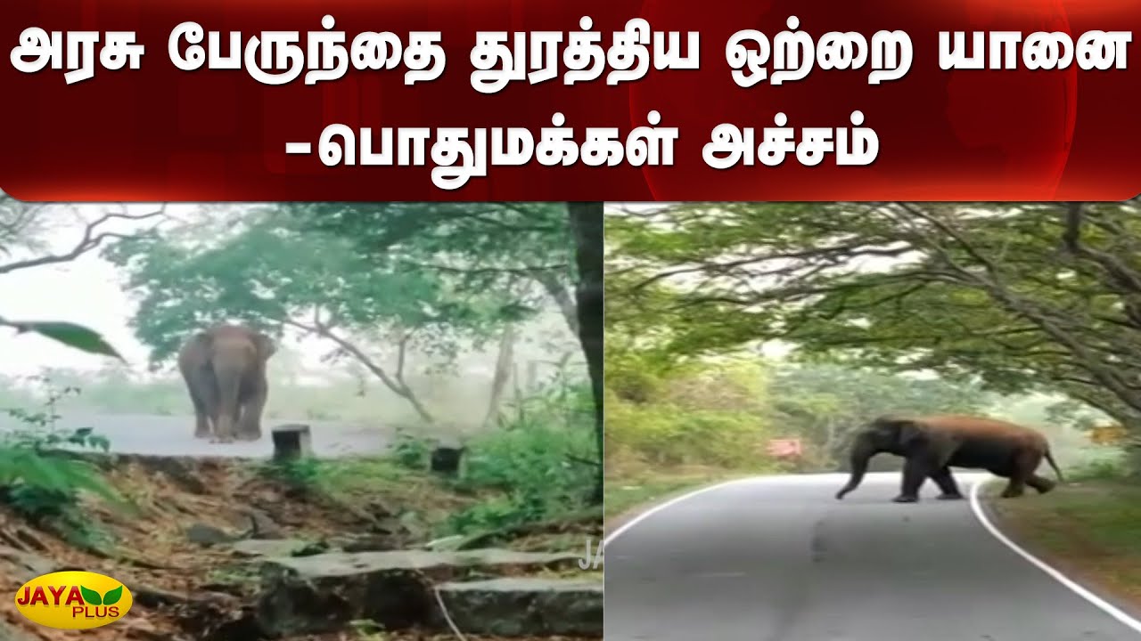 அரசு பேருந்தை துரத்திய ஒற்றை யானை - பொதுமக்‍கள் அச்சம் | Hosur | Elephant Chase Bus
