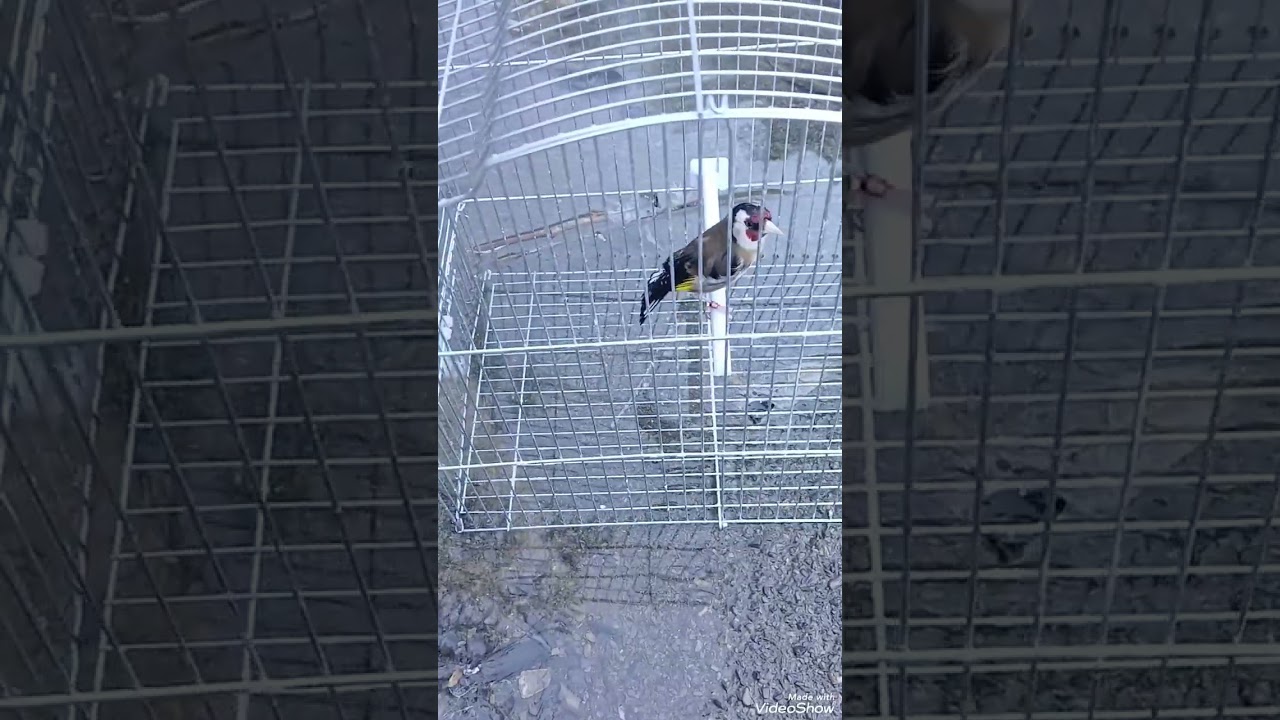  بعض الدراسات من كتب تتكلم عن شكل الحسون الجزائري ...ودوش لإبن القفص فالطبيعة فالبرد🇩🇿