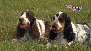 English Cocker Spaniel: Informationen zur Rasse