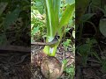 ​Slicing into this stalk is pure satisfaction ✨ 🫨