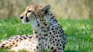 Cheetah 🐆 Video Compilation 2022 | Cheetah In India