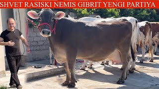 SHVET RASISKI‼️VA NEMIS GIBRIT💥XECH QAYERDA YOʻQ🤯SUTDOR SIGIRLAR NARXI ARZON🏃