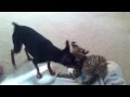 Buddy Serval playing with min pin