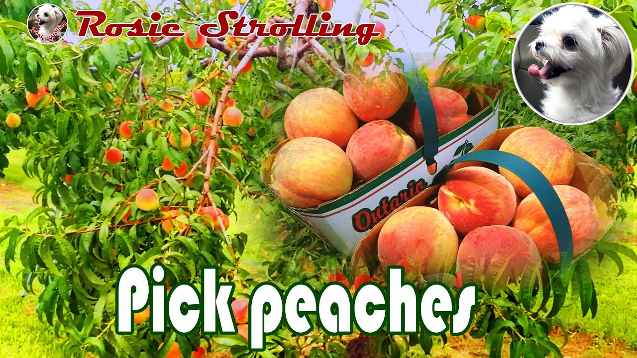 🇨🇦 Pick own peaches & visit fruit grower market @ Niagara Falls, Canada 摘桃子逛果农市场@尼亚加拉大瀑布