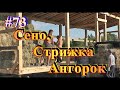 Заготовка Сена / Стрижка Ангорок / Жизнь на Ферме / Бройлеров Продали