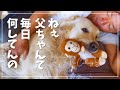 配信サボってた父ちゃんに密着してみた|気づいた人は農に向かう|ゴールデンレトリバーと50代の北海道暮らし