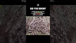 This Caterpillar HEARS Without Ears #history #facts