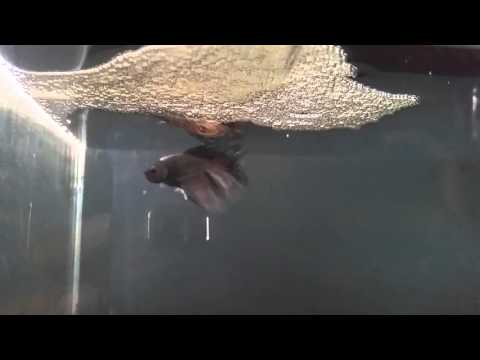 Breeding Betta Fish: The Embrace & Spawning