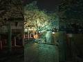 幻想的すぎる夜桜! 六孫王神社