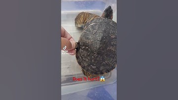 Does it hurt when those scales are peeling off? #brazilianturtle #redearedslider #turtle
