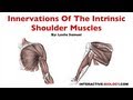 Intrinsic Shoulder Muscles and Their Innervations