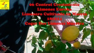 06 Control Crecimiento Limones Eureka Limonero Cultivado en Maceta 181214 Coger Dos Limones Muestra