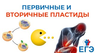 видео: ПЕРВИЧНЫЕ И ВТОРИЧНЫЕ ПЛАСТИДЫ + разбор задания ЕГЭ картинка: ПЕРВИЧНЫЕ И ВТОРИЧНЫЕ ПЛАСТИДЫ + разбор задания ЕГЭ