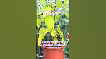 Update on irl Stardew #stardewvalley #gaming #shorts