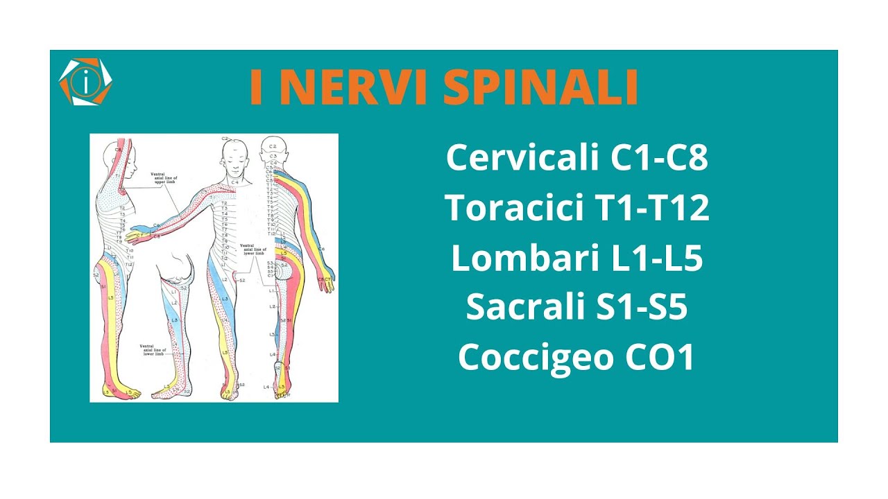I NERVI SPINALI | INFERMIERISTICA IN 2 MINUTI