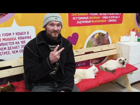 Страна Мурляндия. породистые и экзотические породы кошек #сфинкс #бенгал #кошки #экзотика #ульяновск