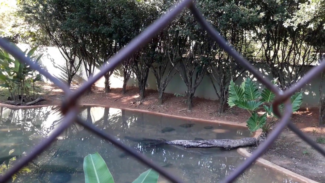 Zoológico de Belo Horizonte YouTube Zoológico de Belo Horizonte YouTube