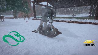 Timber Wolf Planet Zoo Console Edition Ps5 Showcase (4K HD 60FPS)