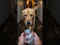 I Saved an Abandoned Tiger Cub… Then Let Him Go 💔🐯 #shorts #ytshorts