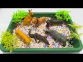 Realistic Animal Figurines | Kangaroo | Lion | Hippopotamus | Rhinoceros | Crocodile | Leopard | Toy