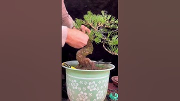 Những kỹ thuật uốn bonsai #bonsaitutorial #bonsaitips (B.82)