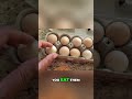 Farm Fresh Eggs: The Best Breakfast You'll Ever Make! #farmeggs #foodie #dadvlog #manofgod