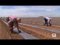 Sembramos melones y sandias - Ancha es CLM - CMM