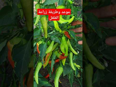 تعلم زراعة الفلفل والموعد المناسب للزراعة
