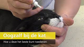 Toedienen van oogzalf bij de kat - instructievideo