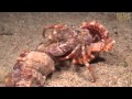 Incredible footage of hermit crab changing shells with anemones!