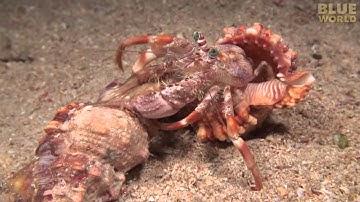 Incredible footage of hermit crab changing shells with anemones!