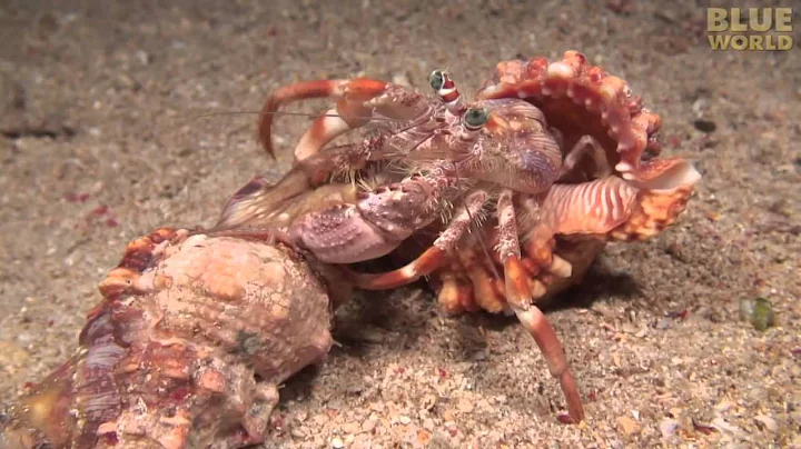 Incredible footage of hermit crab changing shells with anemones! - DayDayNews