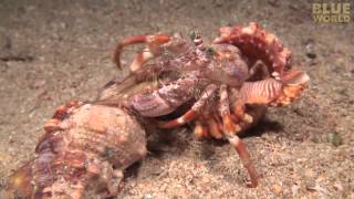 A little hermit crab covered by a sponge instead of a shell. A cool little  symbiotic relationship that benefits both. Sponge has an odor that keeps  predators away, and since the hermit
