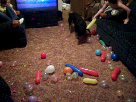 my dog harley popping balloons