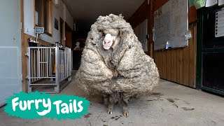 Overgrown Sheep Gets First Shear In Years 🐑 | Furry Tails
