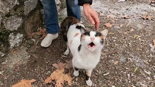 Gabby the cat and all her friends are meowing together for food