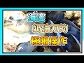 【阿布X布布】到澳洲海邊為什麼帶奶油刀?!｜極限操作挖到各種野生好貨｜生蠔、淡菜、海萵苣、石蓴、蛤蜊｜這波操作你給幾分?!