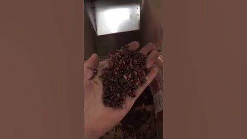 How to remove the skin of cocoa Cocoa bean skin removing machine