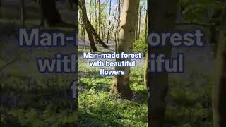 Man-made forest with beautiful flowers #forest #plants #yt #ytviral #ytshorts #nature
