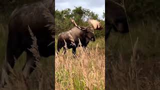 HUGE Alaskan Yukon Moose at 20 yard KILLSHOT