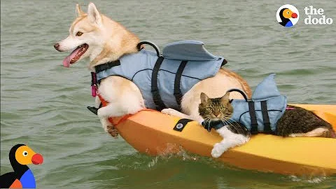 Stray Kitten Adopted by Husky Dog: Comeback Kids Ep. 2 Trailer | The Dodo