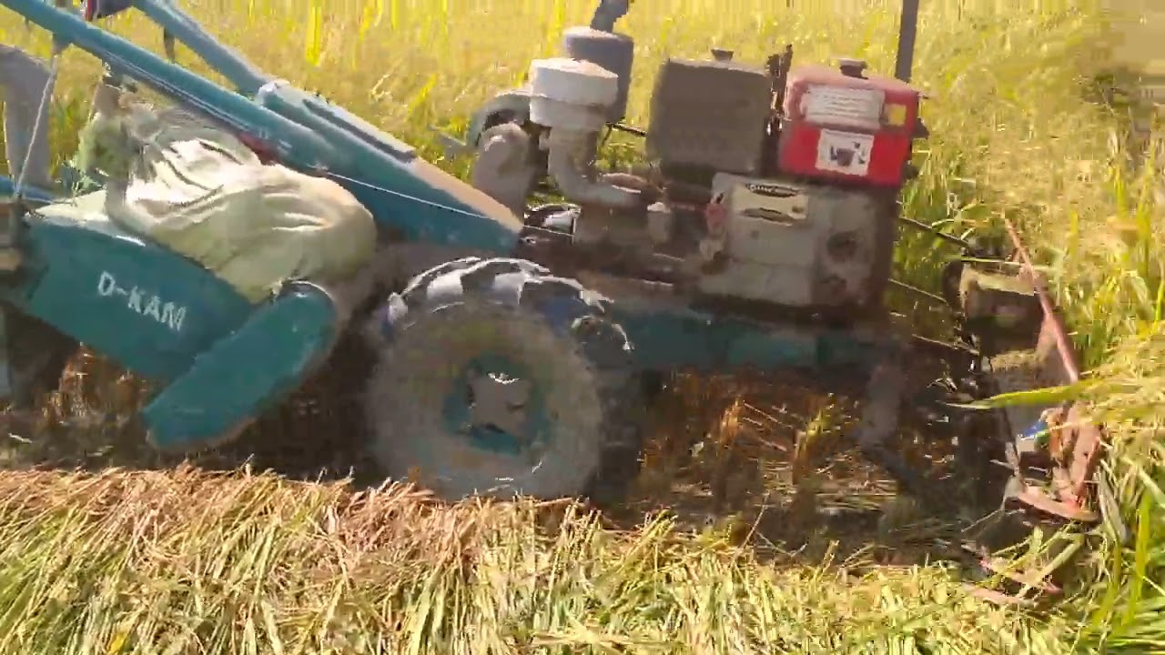 Paddy harves Part 2||Paddy harvest