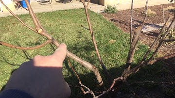 Chop and Drop Branches from your Fruit Trees
